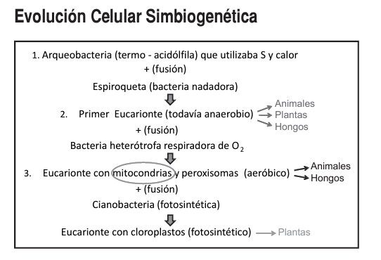 Evolución celular simbiogénesis