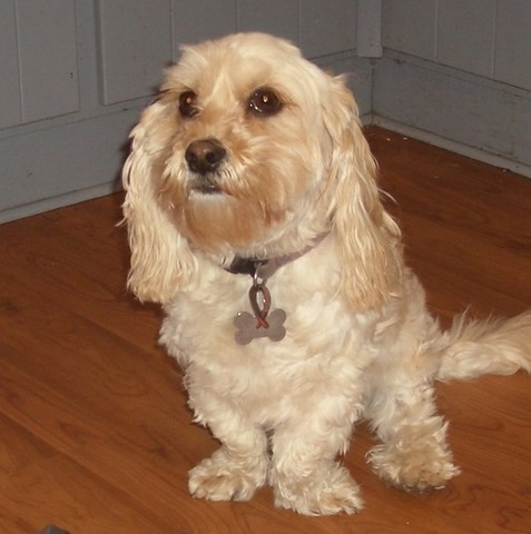 When we got our dog Molly