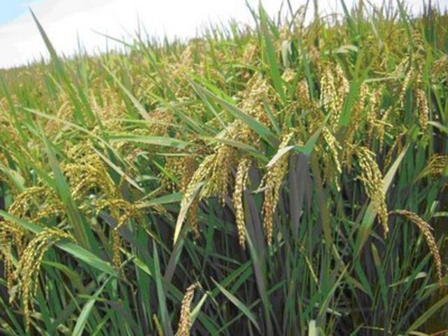 Started growing rice.