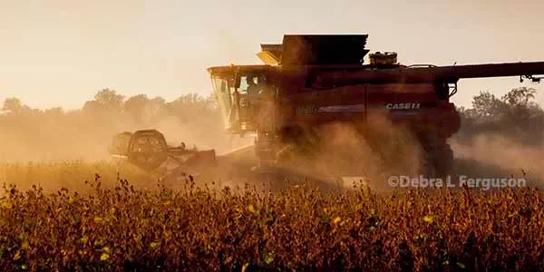 The Freedom to Farm Act 1996