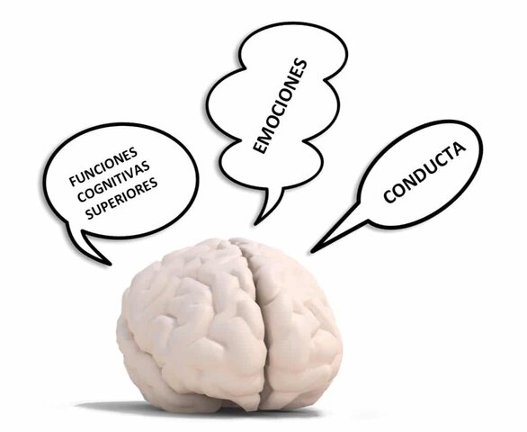 Neuropsicología Cognitiva