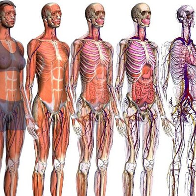 Timeline: Hechos Históricos de la Anatomía Humana