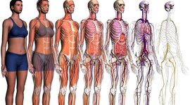 Timeline: Hechos Históricos de la Anatomía Humana