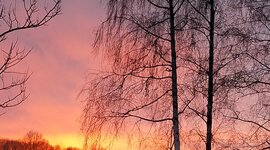 Timeline: Montello, il bosco che dà vita