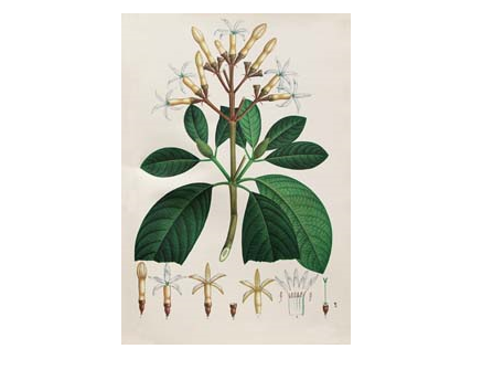 Primeras exportaciones