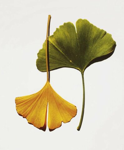 Ginkgo Leaves