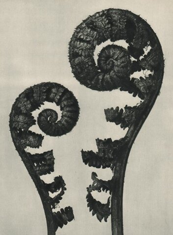 Nueva Objetividad y Plantas - Blossfeldt, Karl (1865 - 1932)