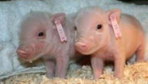 griser blir klonet