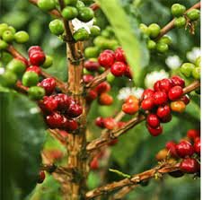 Se rompe el pacto histórico del café