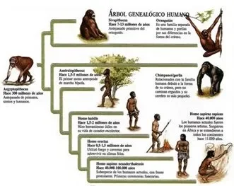 Hominización