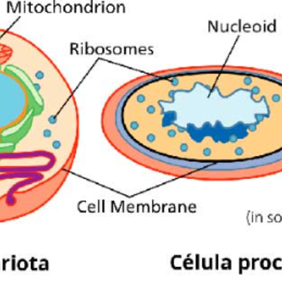 Timeline: Evolución celular de procariotas y eucariotas