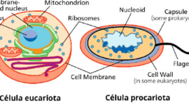Timeline: Evolución celular de procariotas y eucariotas