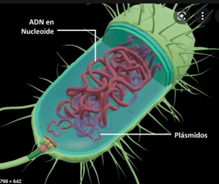 Primeras células Procariotas