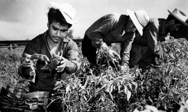 Bracero Program