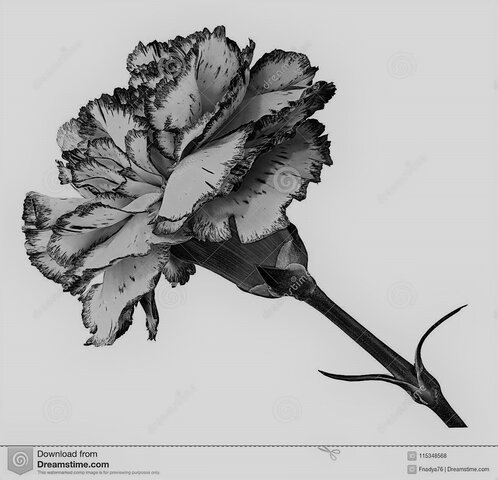 Floringe, empresa australiano-holandesa- cultivo clavel azul.