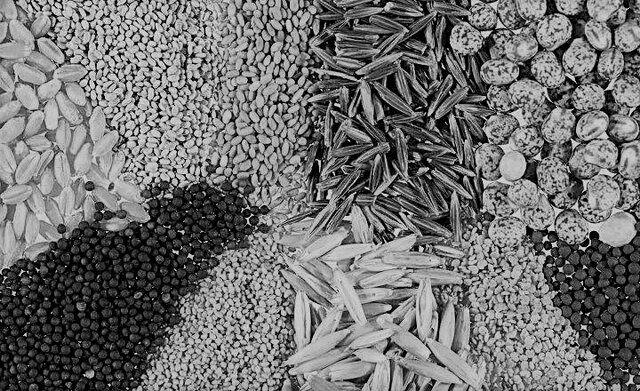 Semillas transgénicas.