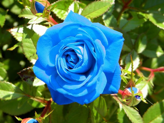 Cultivo de clavel azul