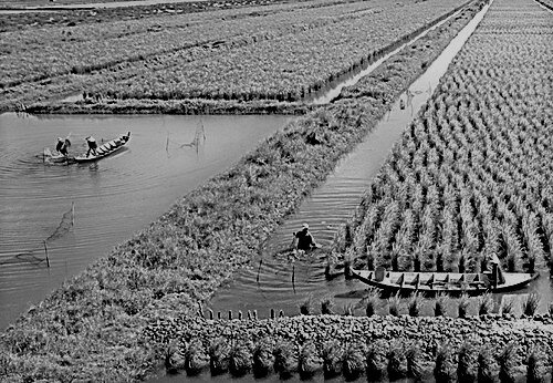 Cultivo de arroz en Filipinas.