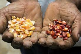 Semillas transgenicas