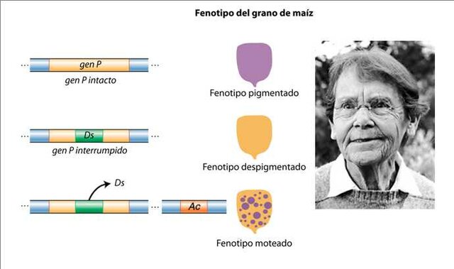 "Transposones" -Barbara Mc Clintock