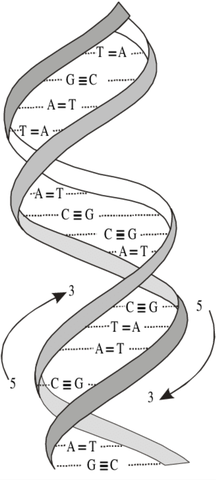 "Hélice Doble" -James Watson y Francis Crier