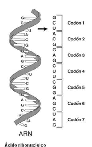 "Código Genético" -Marshall Nirenberg y Heinrich Matthel