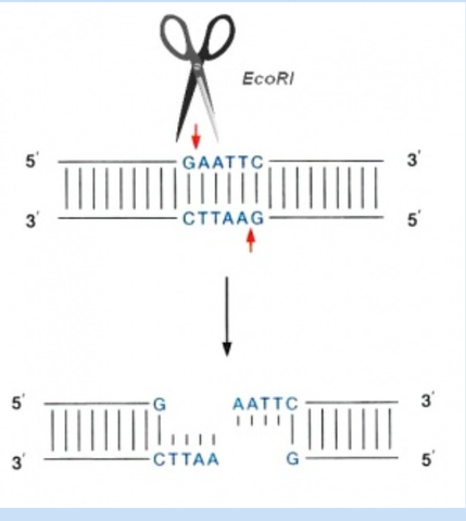 "Enzimas de Restricción" -Werner Arbor y Smith