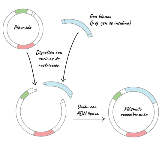 "ADN Recombinante" -Hamilton Smith