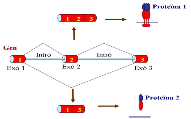 "Empalme Alternativo" -Grupo de Científicos