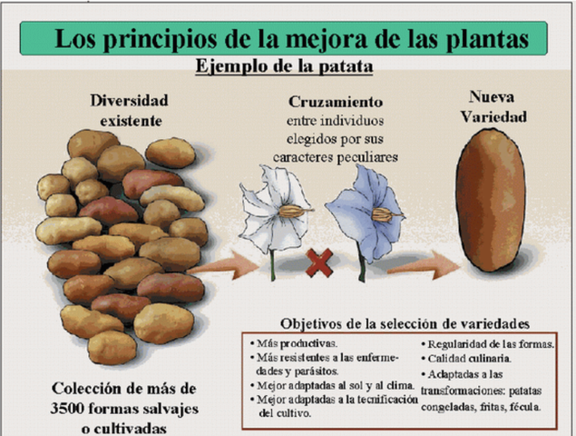 "Semilla Transgenica" -Biotecnologos especializados en en Agro