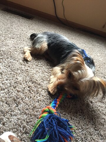 yo habia obtenido un perro