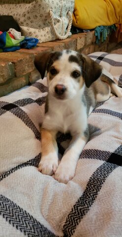 yo habia obtenido un otro perro