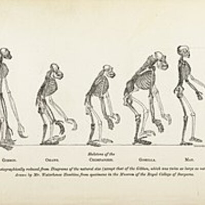 Timeline: Proceso de hominización Ángel
