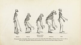 Timeline: Proceso de hominización Ángel