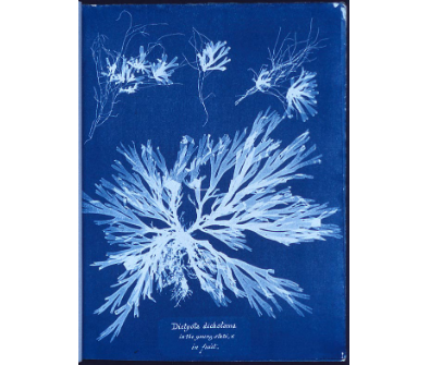 Anna Atkins. British Algae: Cyanotype Impressions. Primera publicación de Fotogramas de cianotipos de algas