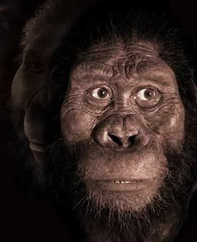 Australopithecus