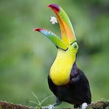 Mi Gran Experiencia con un Tucán