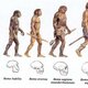 Evolucion humana
