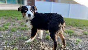 Cuando yo era un bebe yo había tenido una perro antes yo fui escuela primera.