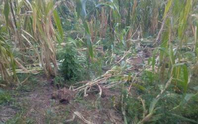 Catástrofes naturales y económicas