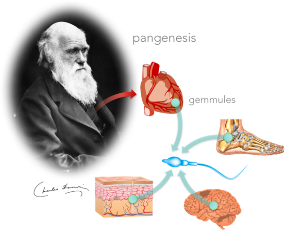 Charles R. Darwin: su trabajo estimuló el pensamiento genético.