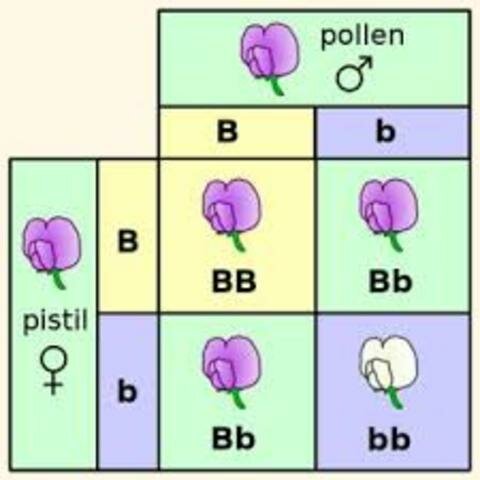 Genética Mendeliana