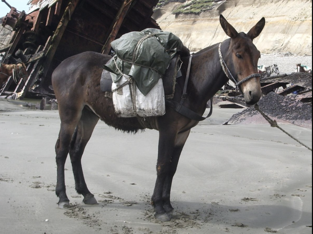 Texans attack Mexican Mules