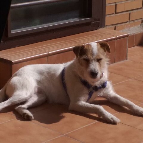 Adoptamos a mi mascota