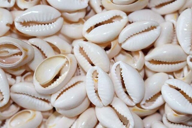 Cowry Shells