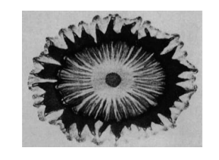 Runge, Schoenbein, Goeppelsroeder “Primeros estudios de cromatografía”