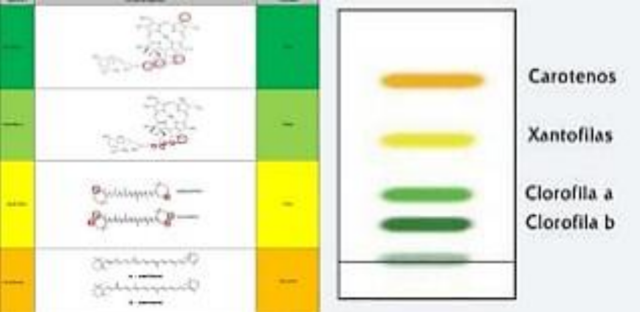 Kuhn, Lederer, y Winterstein “Separación de pigmentos de carotenoides”