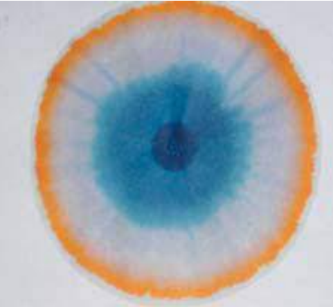 Brown “Cromatografíacircular en papel”