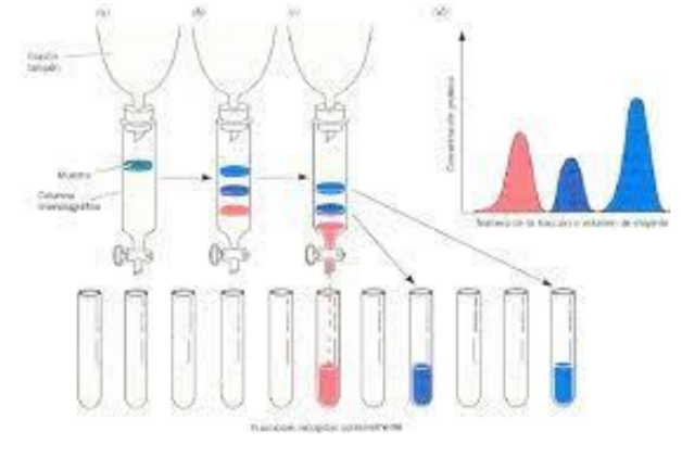 “Cromatografía de intercambio iónico”