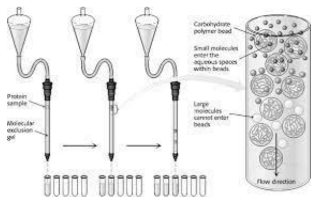 Porath y Flodin “Cromatografía de filtración de gel”